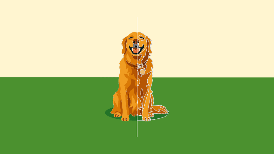 Golden retriever rug design before and after erosion